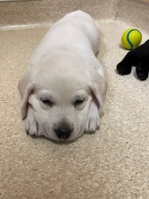 Marshfield Animal Hospital 6