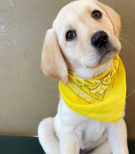 Marshfield Animal Hospital 7