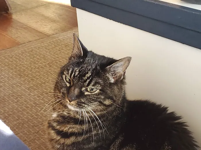 Cat Clinic of Plymouth 1