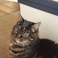 Cat Clinic of Plymouth ico