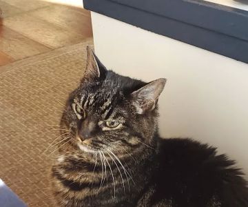 Cat Clinic of Plymouth