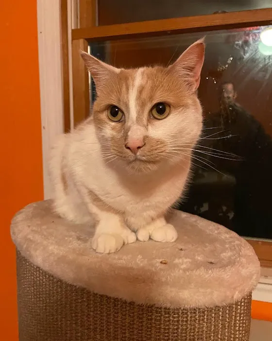 Cat Clinic of Plymouth 2