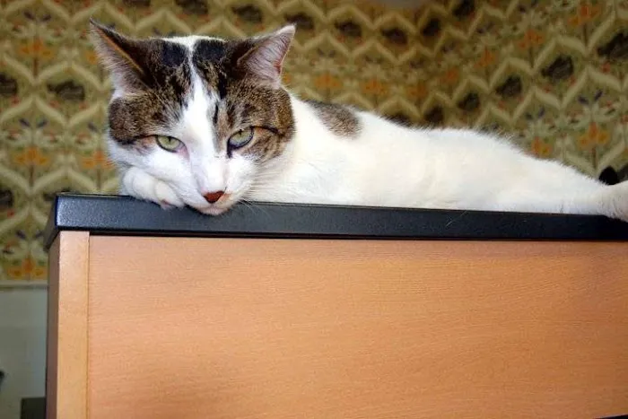 Cat Clinic of Plymouth 4