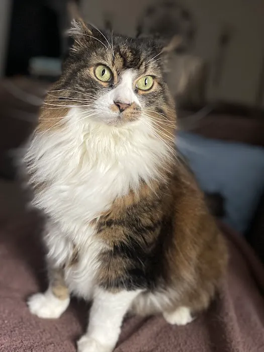 Cat Clinic of Plymouth 7