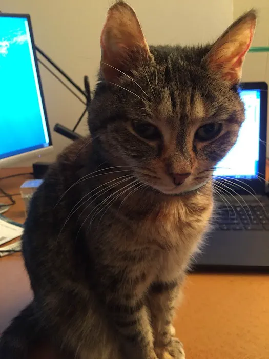 Cat Clinic of Plymouth 6