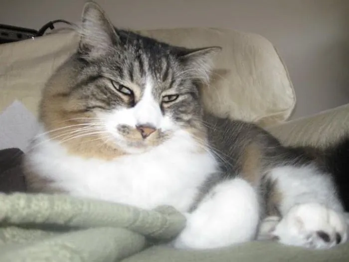 Cat Clinic of Plymouth 10