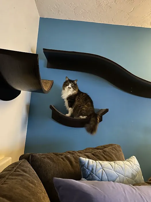 Cat Clinic of Plymouth 9