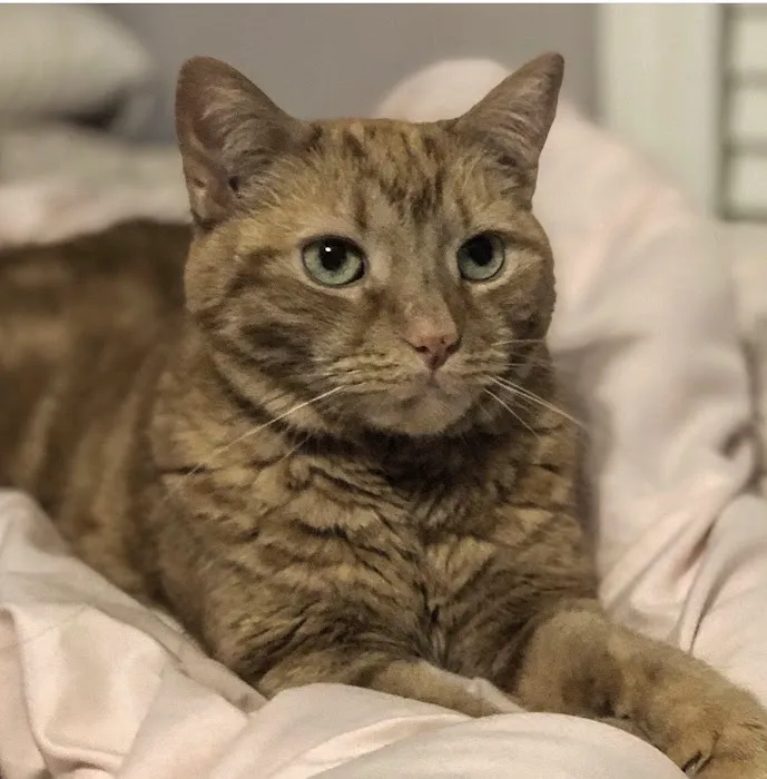 Cat Clinic of Plymouth 8