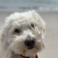 South River Veterinary Hospital & Service ico