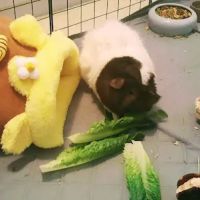 Cayuga Pet Hospital ico