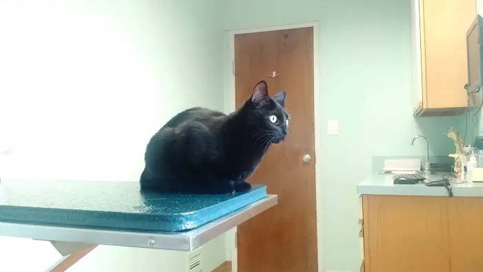 Cayuga Pet Hospital 8