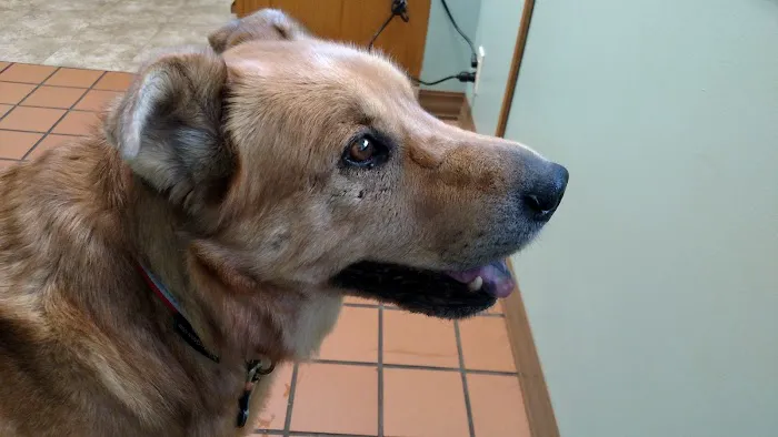 Cayuga Pet Hospital 10