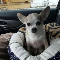 Cornerstone Veterinary Hospital ico