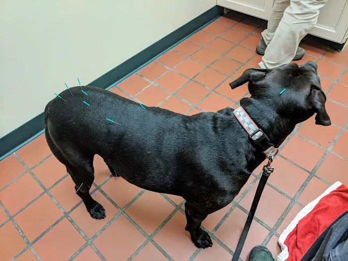 Cornerstone Veterinary Hospital 2
