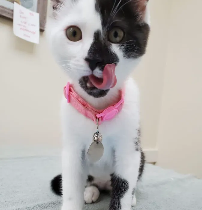 Veterinary Care of Ithaca 7