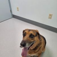 Groton City Animal Hospital ico