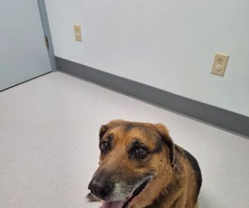 Groton City Animal Hospital