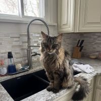 Animal Intermediate Care ico
