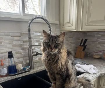 Animal Intermediate Care