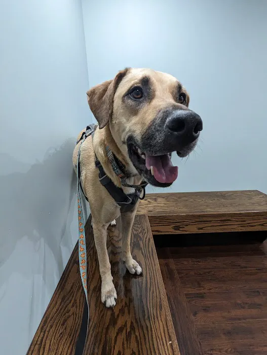 Animal Intermediate Care 5