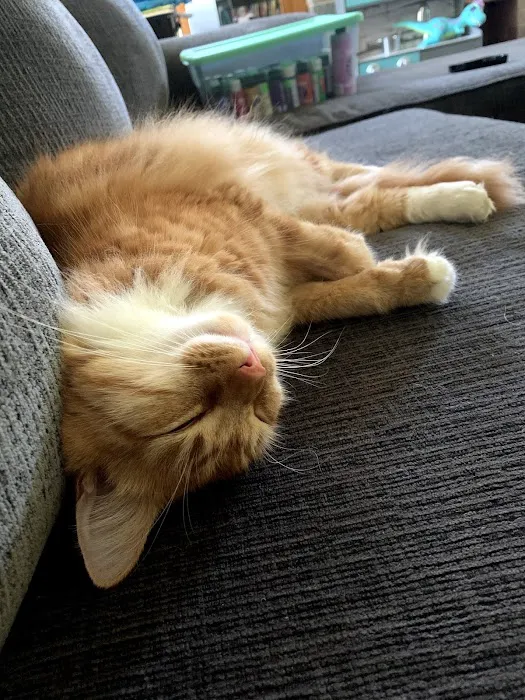 All Cats Care Center 2