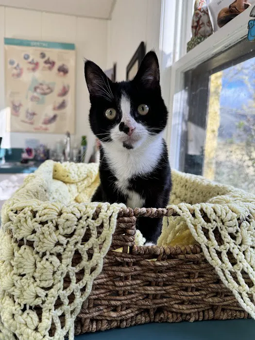 All Cats Care Center 3