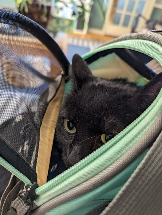 All Cats Care Center 1