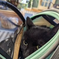 All Cats Care Center ico