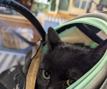 All Cats Care Center
