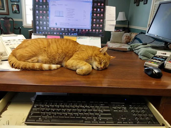 All Cats Care Center 4