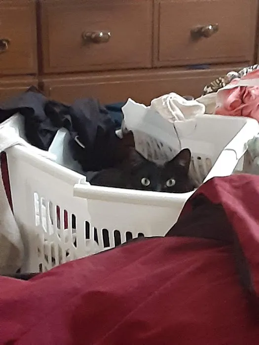 All Cats Care Center 10