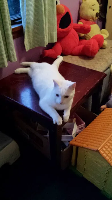 All Cats Care Center 9