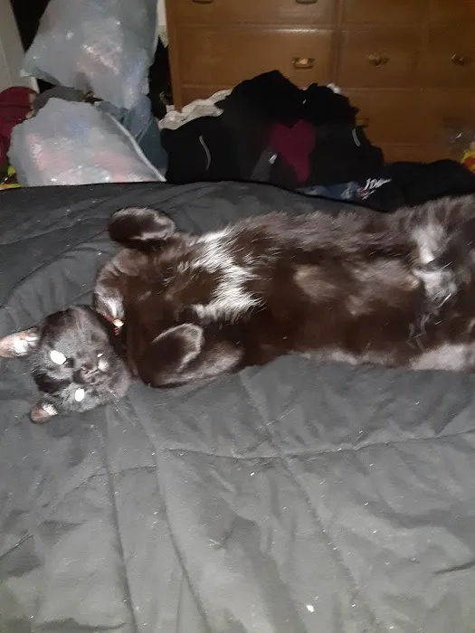 All Cats Care Center 7