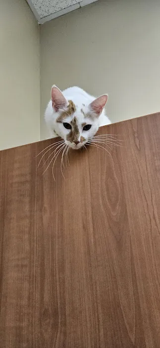 Bayview Animal Hospital 1