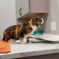 Laurelton Bayside Animal Hospital ico