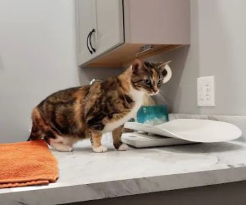 Laurelton Bayside Animal Hospital