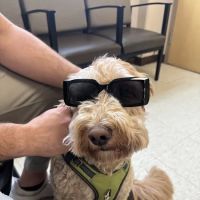 Rochester Emergency Veterinary Services ico