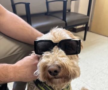 Rochester Emergency Veterinary Services