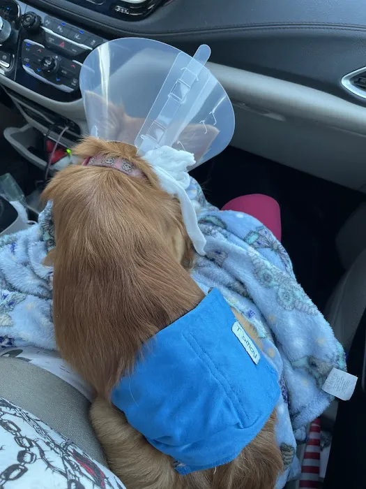 Rochester Emergency Veterinary Services 5