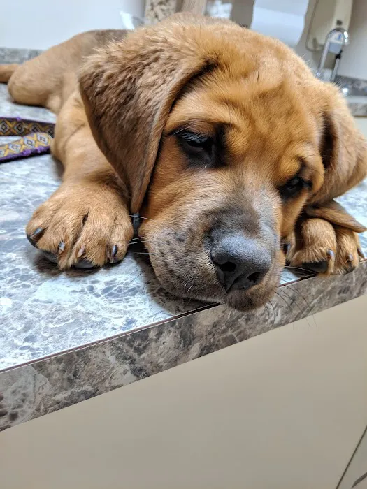 Brighton Animal Hospital, PC 3