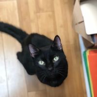 Cats Exclusively Veterinary Hospital ico