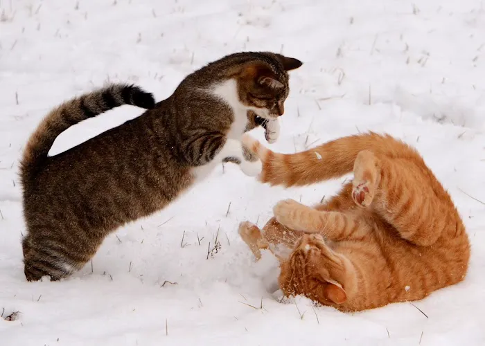 Cats Exclusively Veterinary Hospital 6