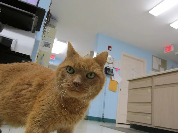 Cats Exclusively Veterinary Hospital 5
