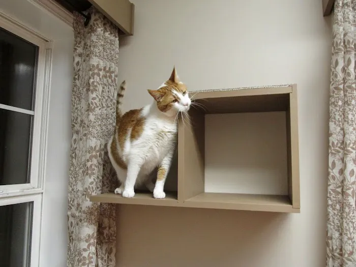 Cats Exclusively Veterinary Hospital 4