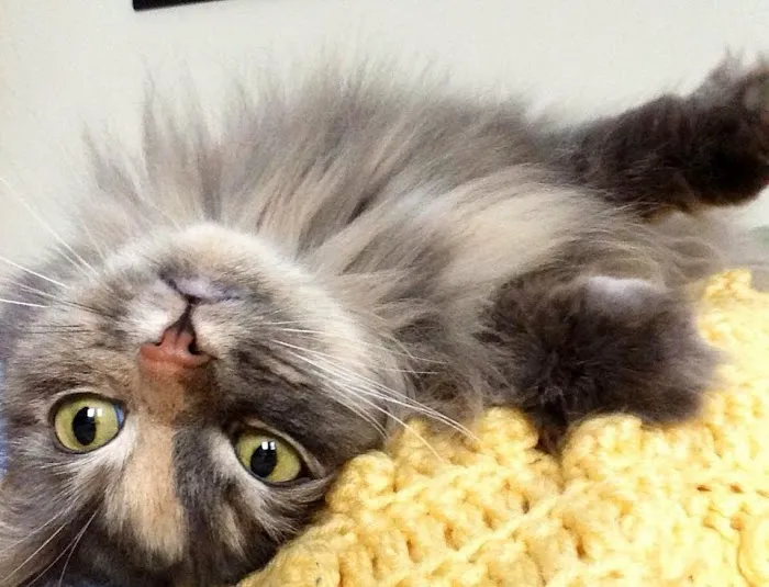 Cats Exclusively Veterinary Hospital 7