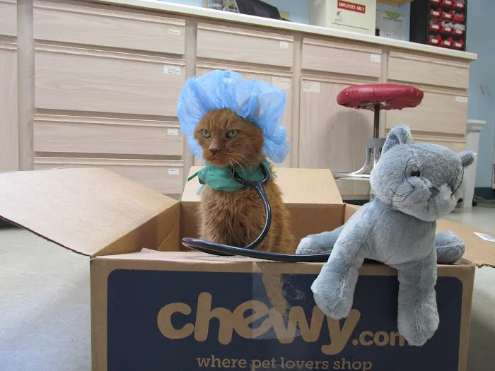Cats Exclusively Veterinary Hospital 10
