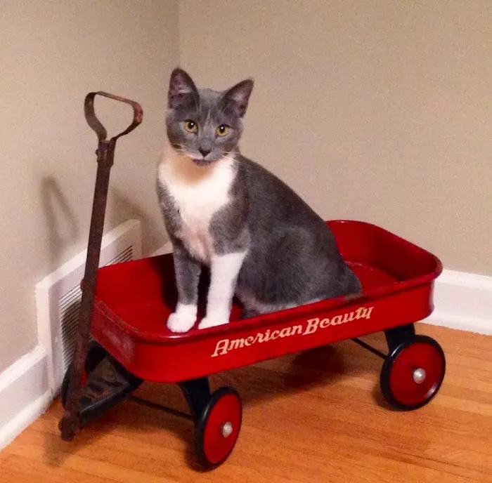 Cats Exclusively Veterinary Hospital: Dr. Bob Lann & Dr. Andy Fleming 1