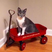 Cats Exclusively Veterinary Hospital: Dr. Bob Lann & Dr. Andy Fleming ico