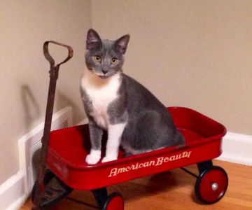 Cats Exclusively Veterinary Hospital: Dr. Bob Lann & Dr. Andy Fleming