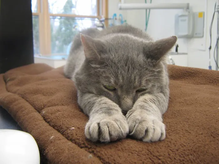 Mendon Village Animal Hospital 3